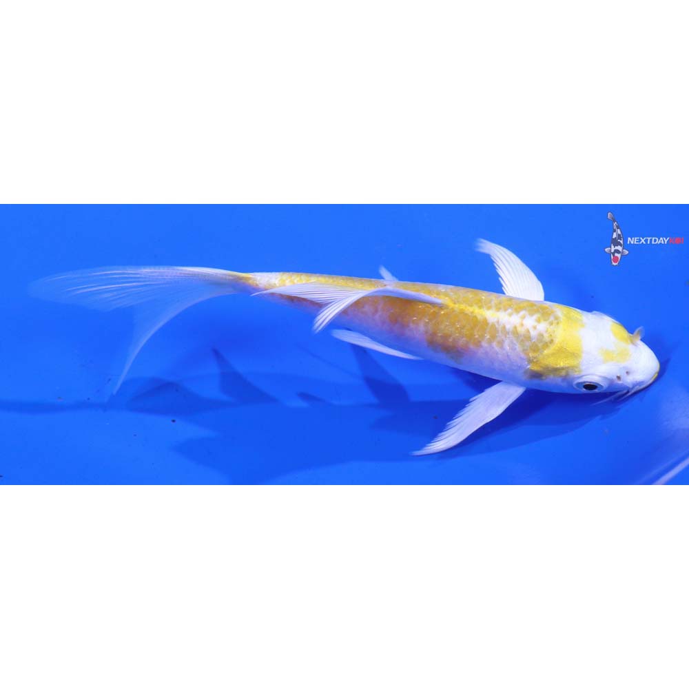 4.5” Imported Lemon Hariwake Butterfly Koi