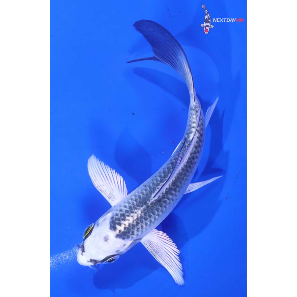 4.5” Imported Gin Matsuba Butterfly Koi