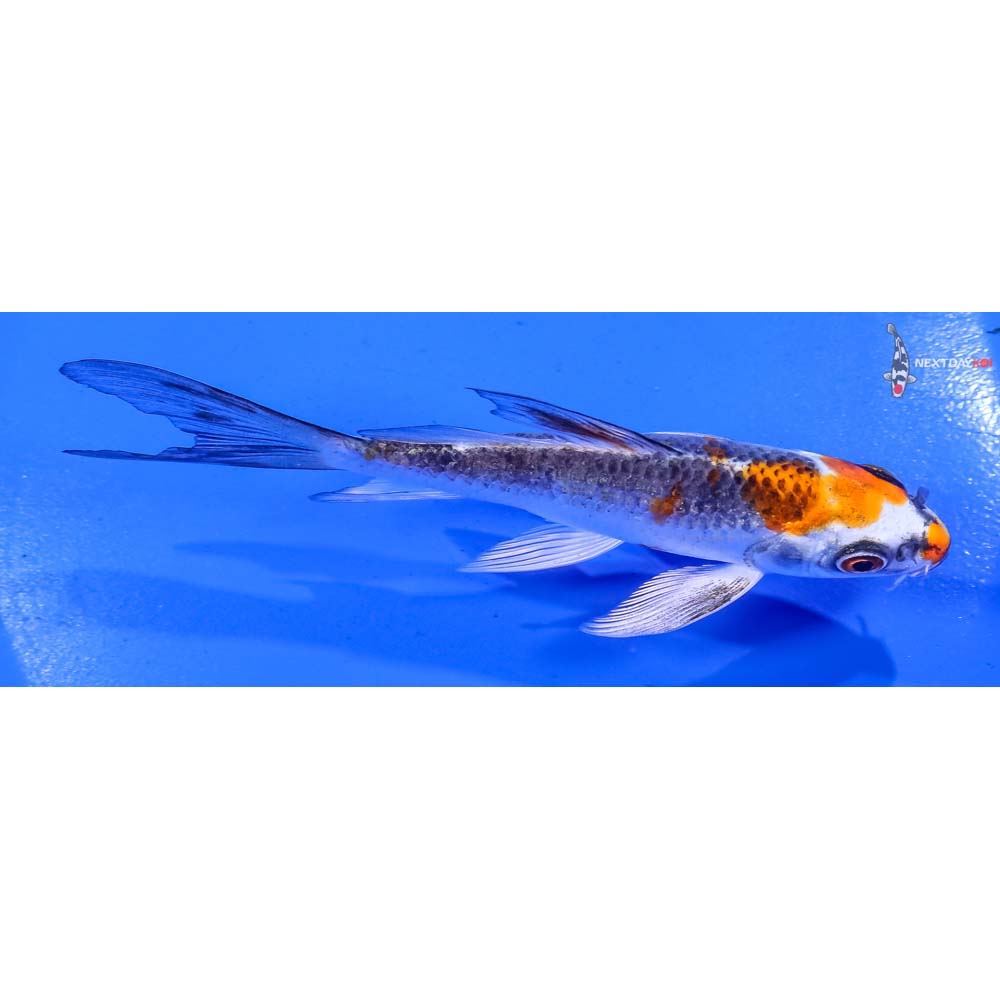 4.5” Imported Kujaku Butterfly Koi