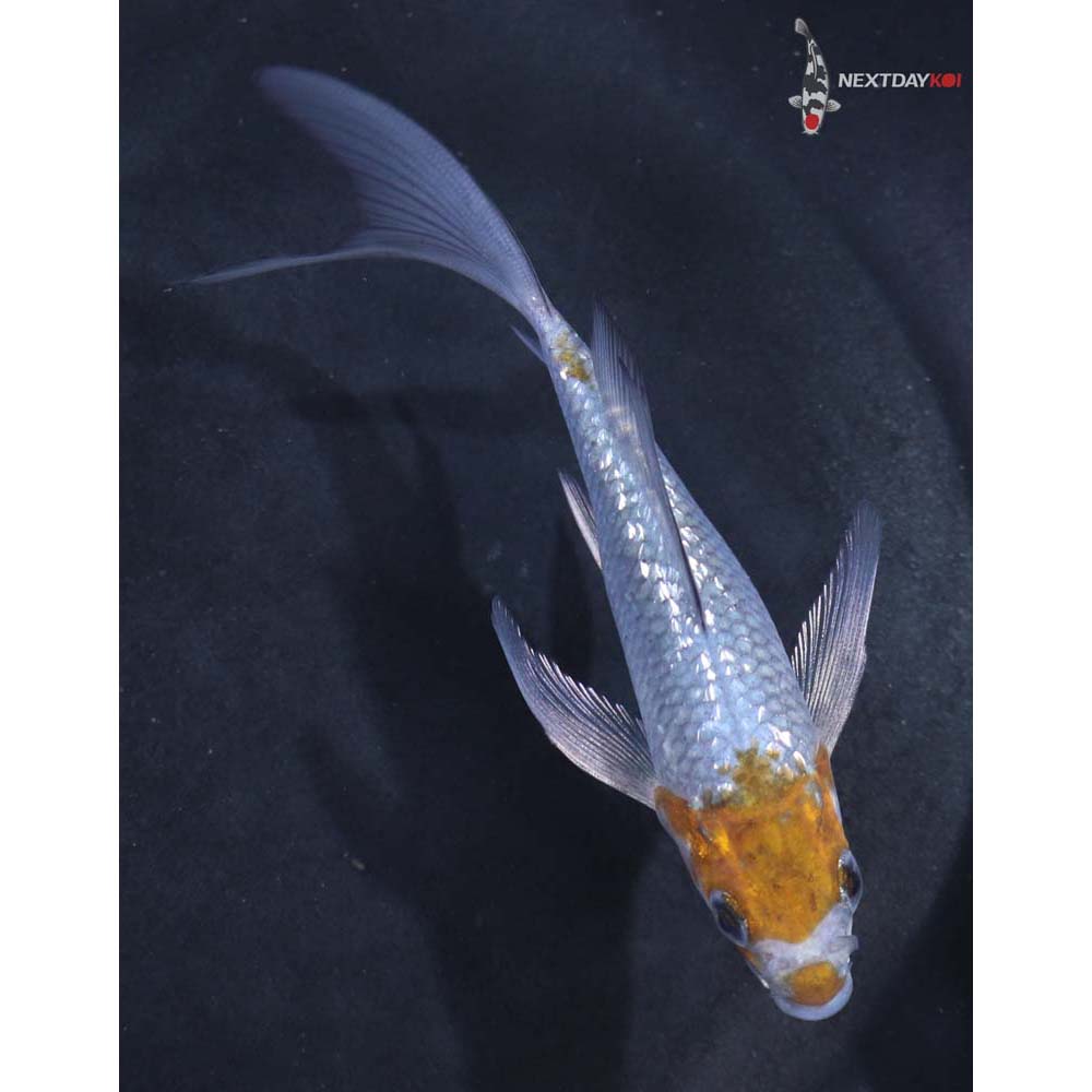 4.5” Imported Gin Rin Ochiba Shigure Butterfly Koi