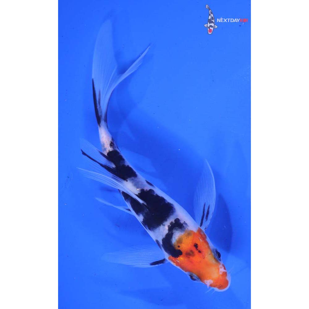 5” Imported Sanke Butterfly Koi
