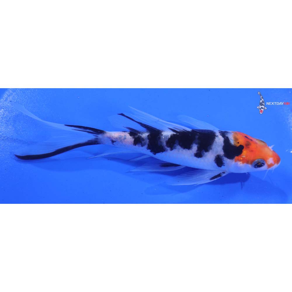 5” Imported Sanke Butterfly Koi