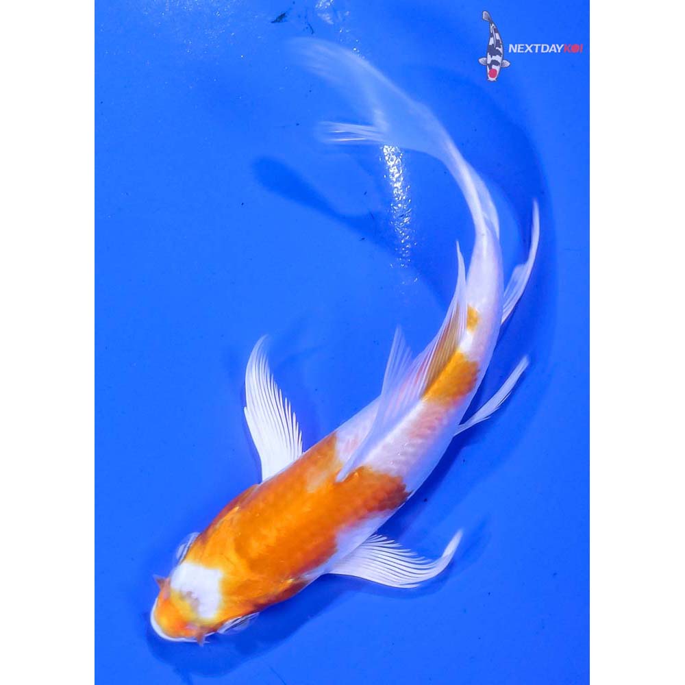4.5” Imported Hariwake Butterfly Koi