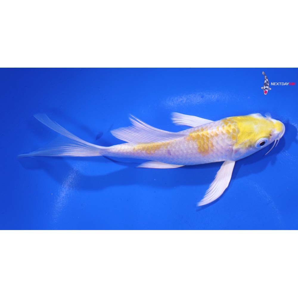 5.5” Imported Lemon Hariwake Butterfly Koi