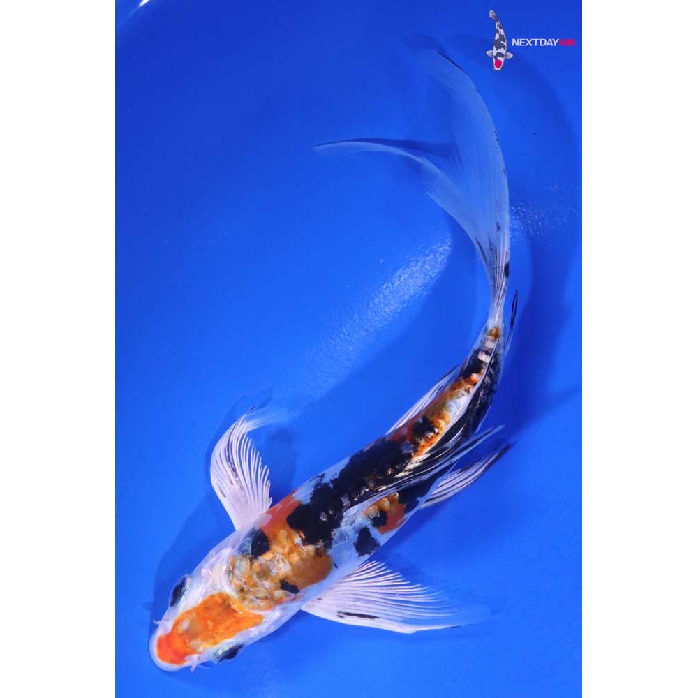 5.5” Imported Heisei Nishiki Butterfly Koi