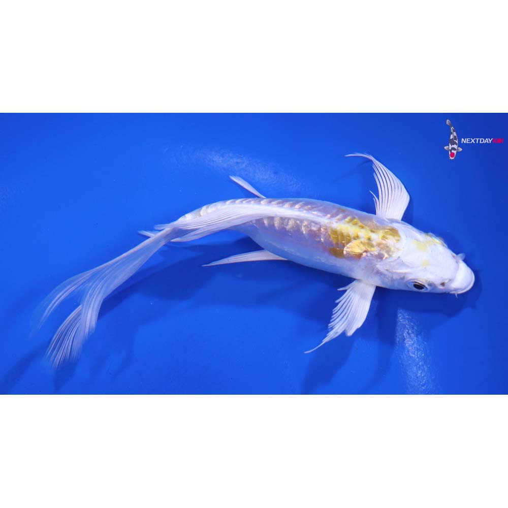 5.5” Imported Doitsu Gin Rin Lemon Hariwake Butterfly Koi
