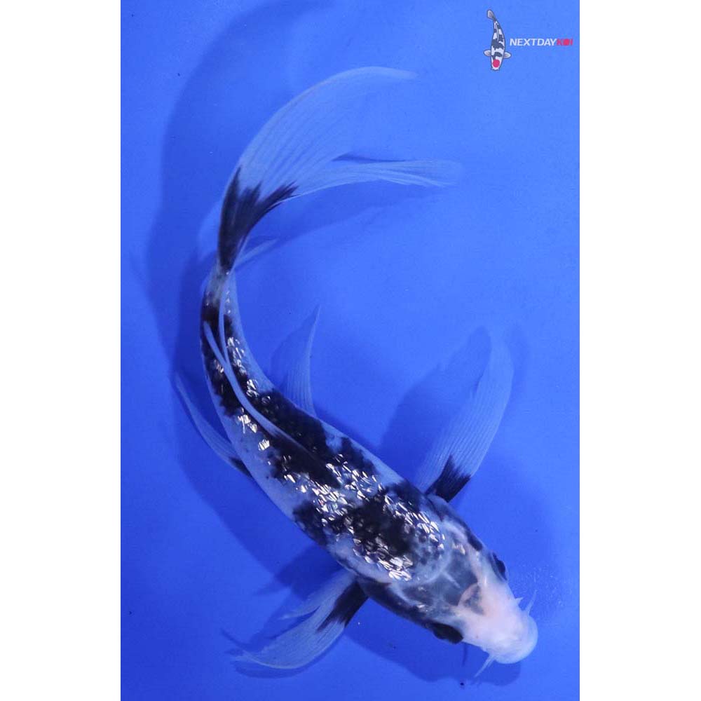5.5” Imported Gin Rin Shiro Utsuri Butterfly Koi