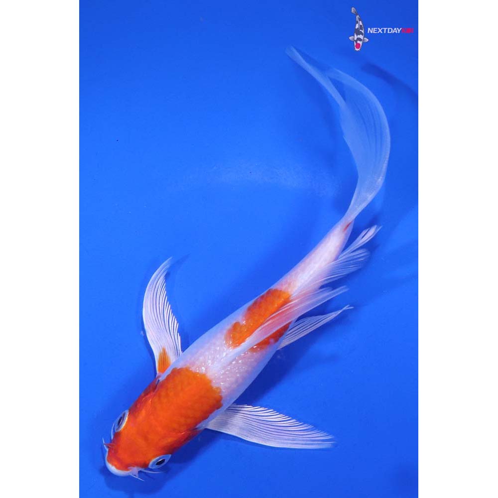 6” Imported Hariwake Butterfly Koi