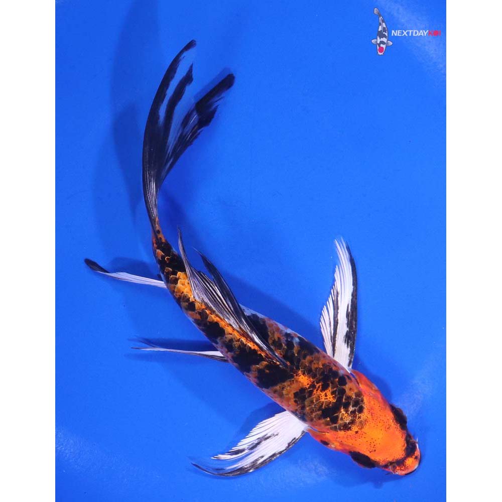 6” Imported Yamato Nishiki Butterfly Koi