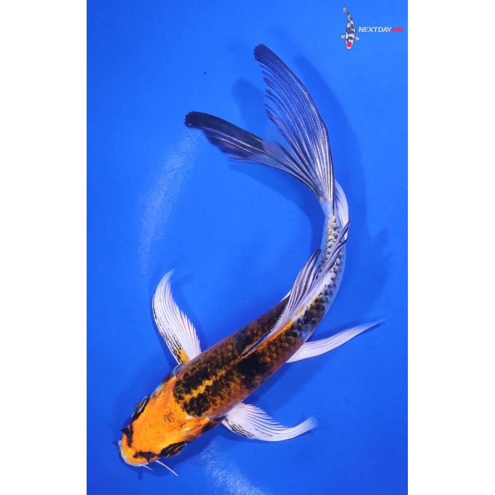 6” Imported Yamato Nishiki Butterfly Koi