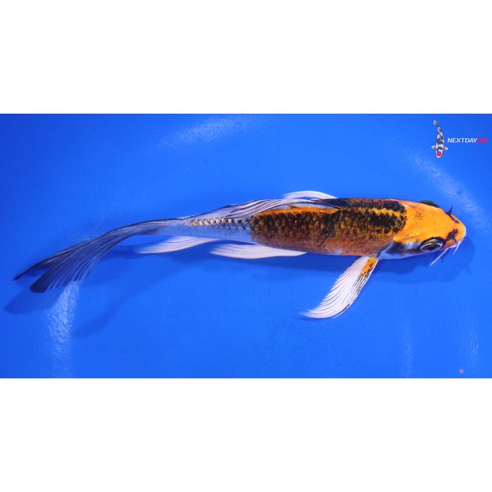 6” Imported Yamato Nishiki Butterfly Koi