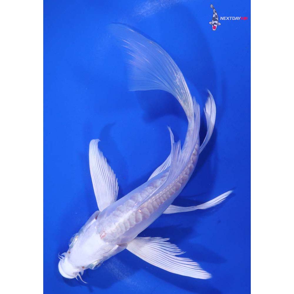 6” Imported Doitsu Platinum Ogon Butterfly Koi