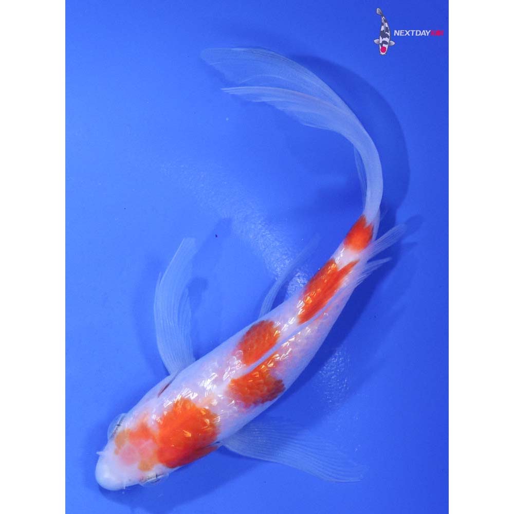 6” Imported Gin Rin Kohaku Butterfly Koi