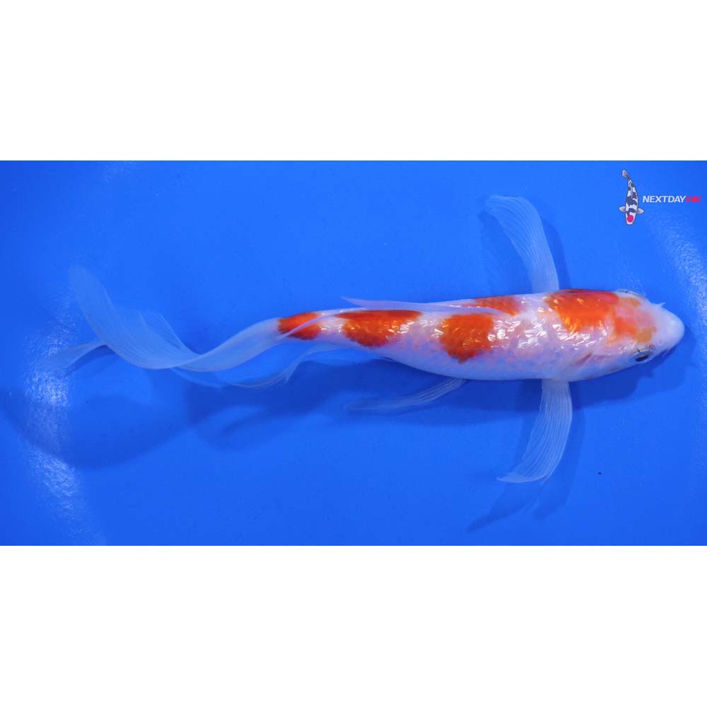 6” Imported Gin Rin Kohaku Butterfly Koi