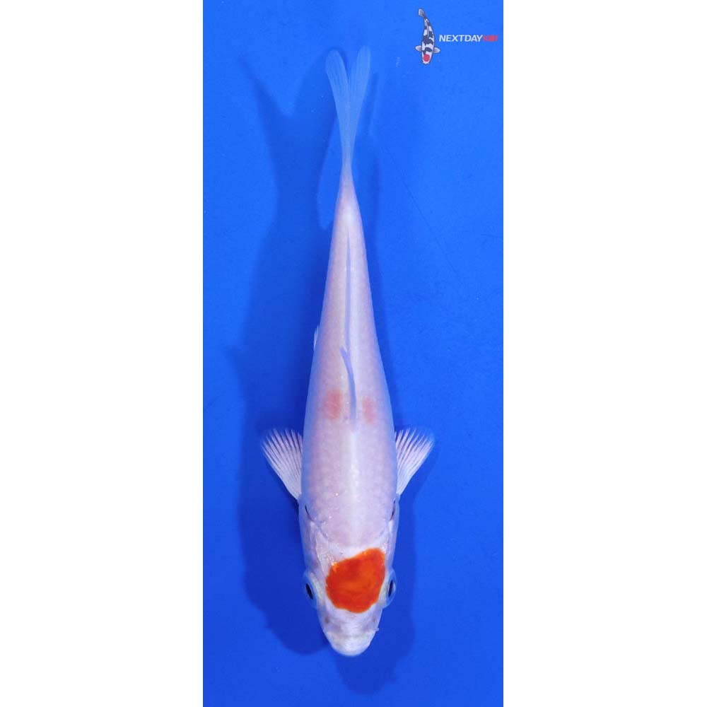 3.5” Imported Hariwake