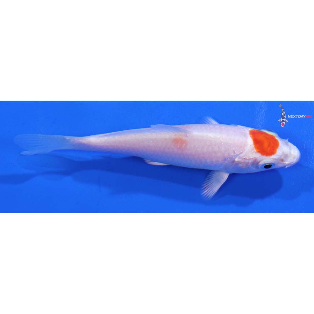 3.5” Imported Hariwake