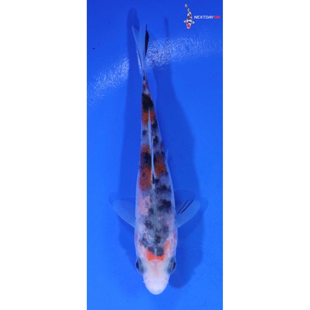 3.5” Imported Sanke