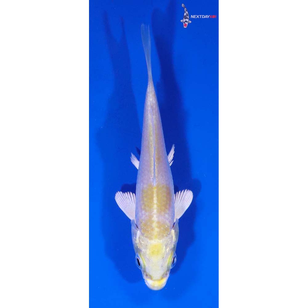 3.5” Imported Lemon Hariwake