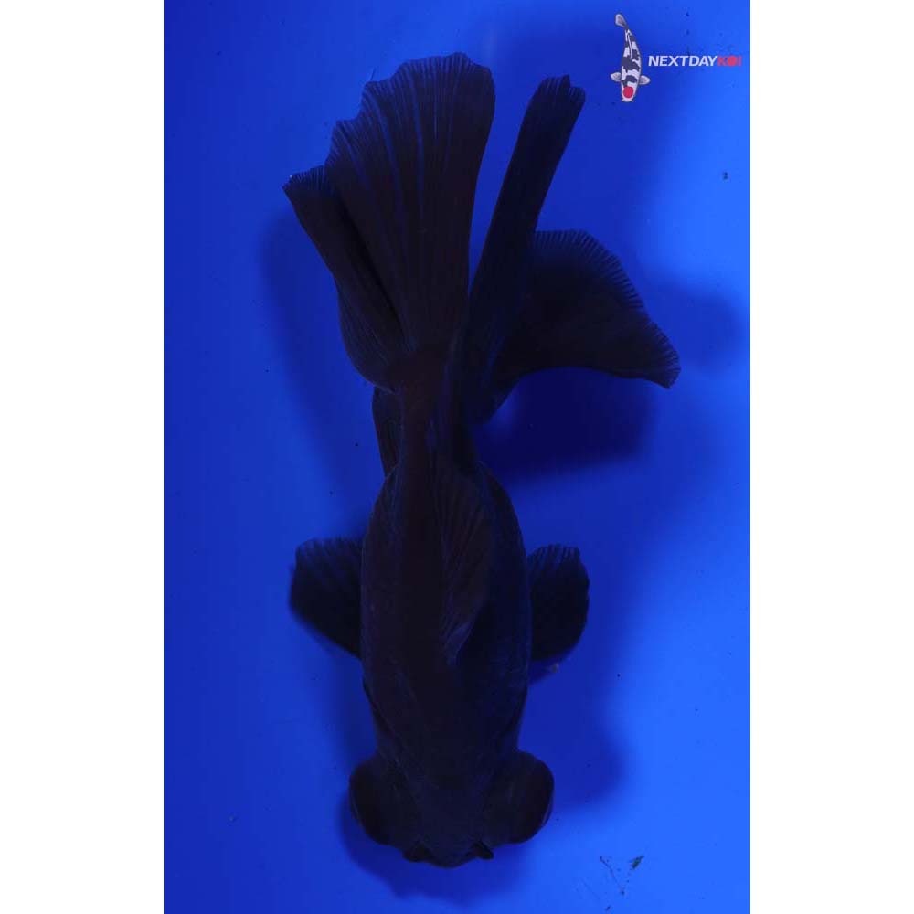 5” Imported Black Telescope Fantail