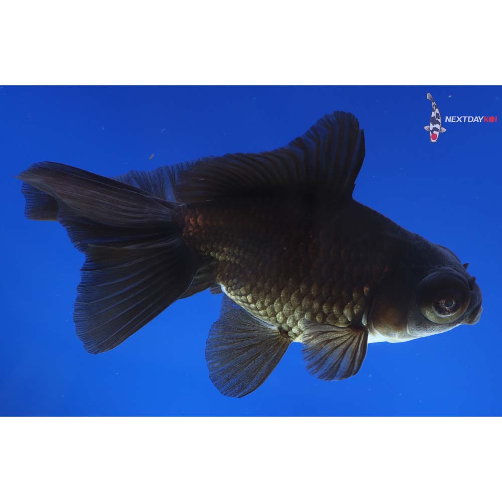 5” Imported Black Telescope Fantail