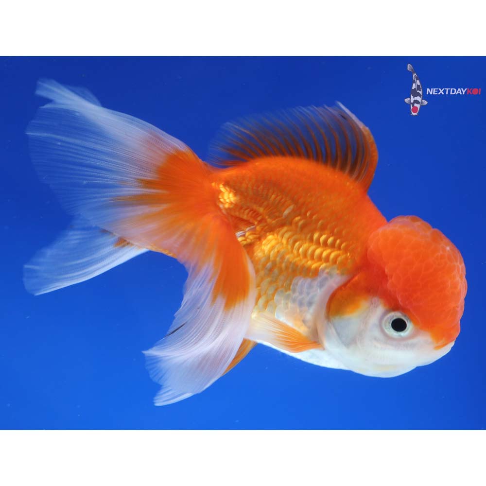 5.5” Imported Red and White Oranda
