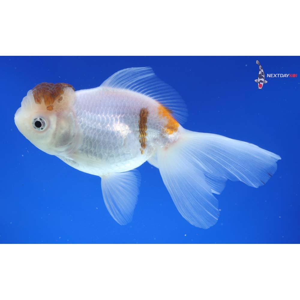 5.5” Imported Tri Color Panda Oranda