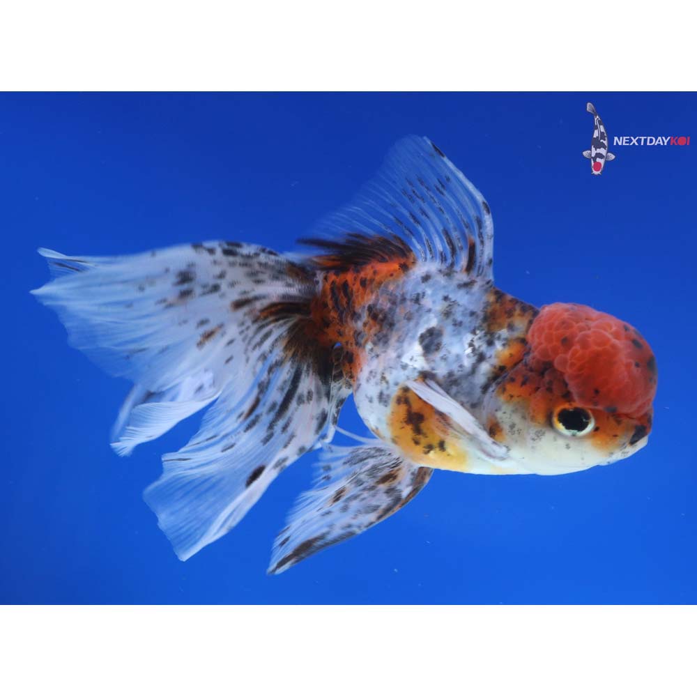 4.5” Imported Calico Oranda