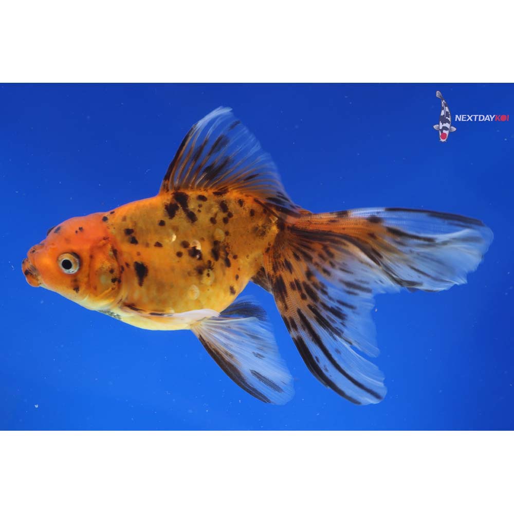 5.5” Imported Calico Oranda