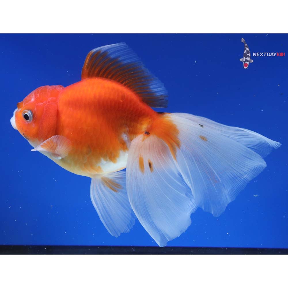 6” Imported Calico Oranda