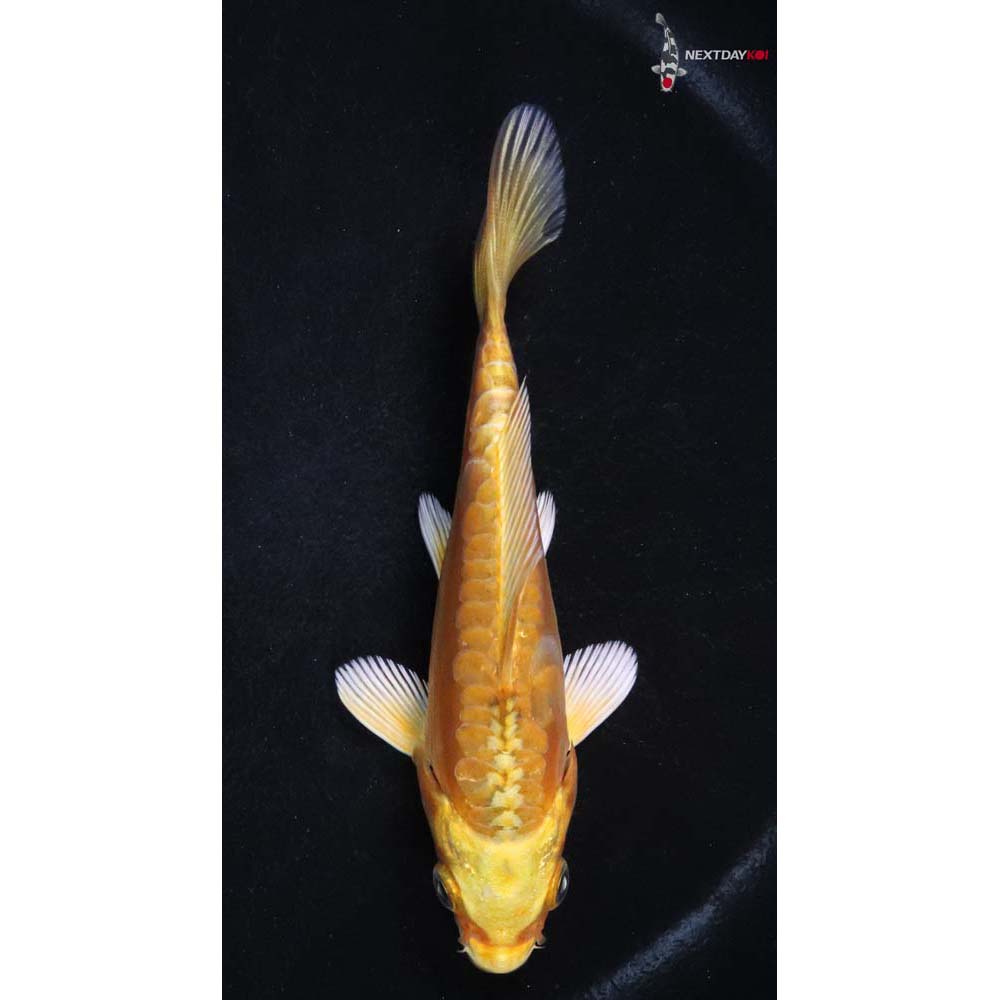 4.5” Imported Doitsu Yamabuki Ogon