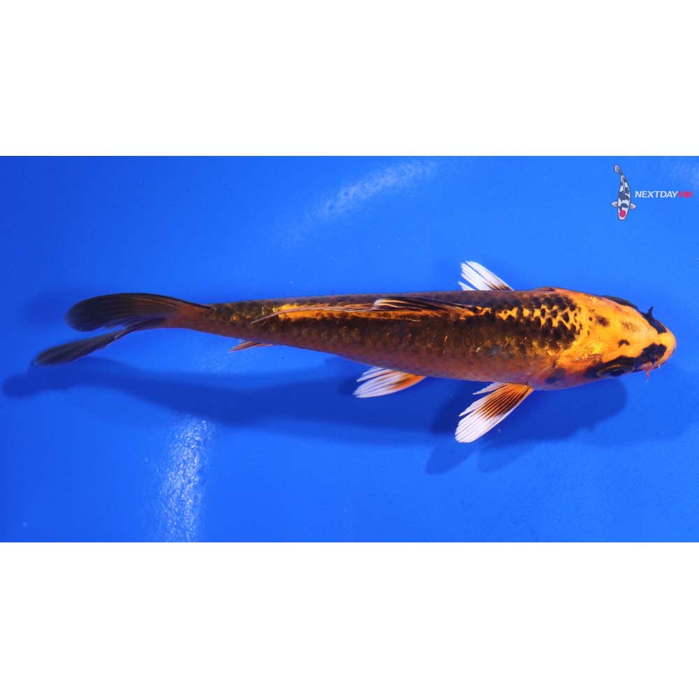 4.5” Imported Orenji Matsuba