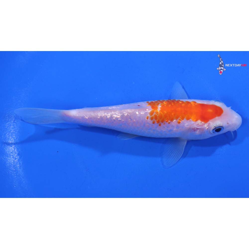 4.5” Imported Gin Rin Kohaku