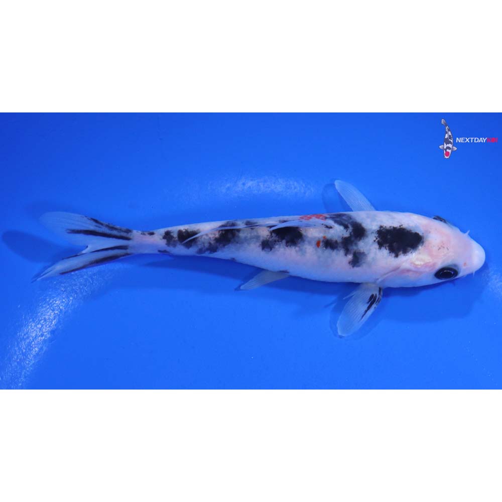 4.5” Imported Sanke