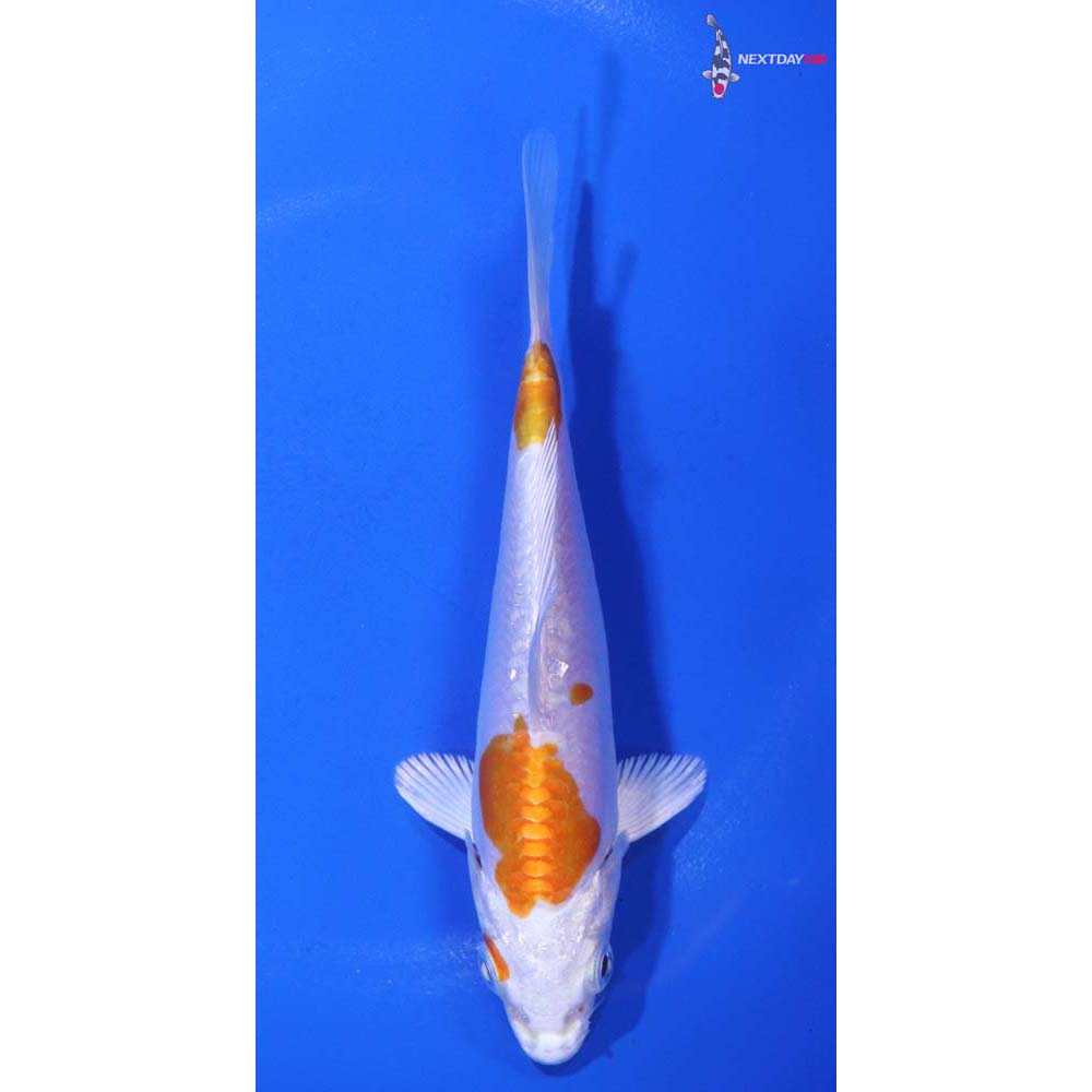 5” Imported Kikusui