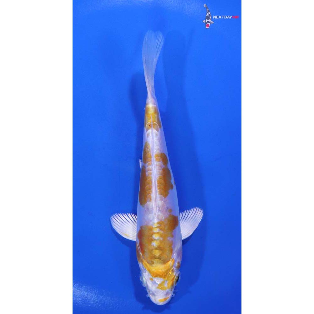 5” Imported Doitsu Lemon Hariwake