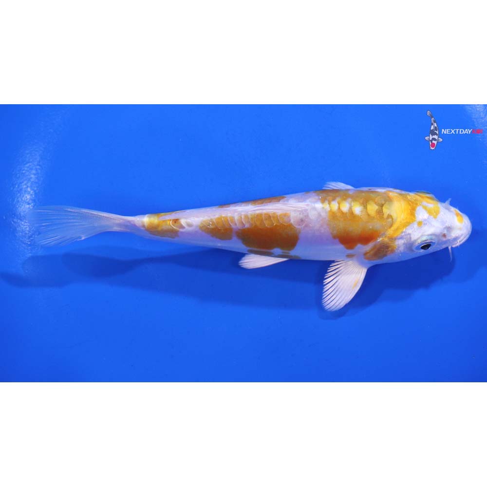 5” Imported Doitsu Lemon Hariwake