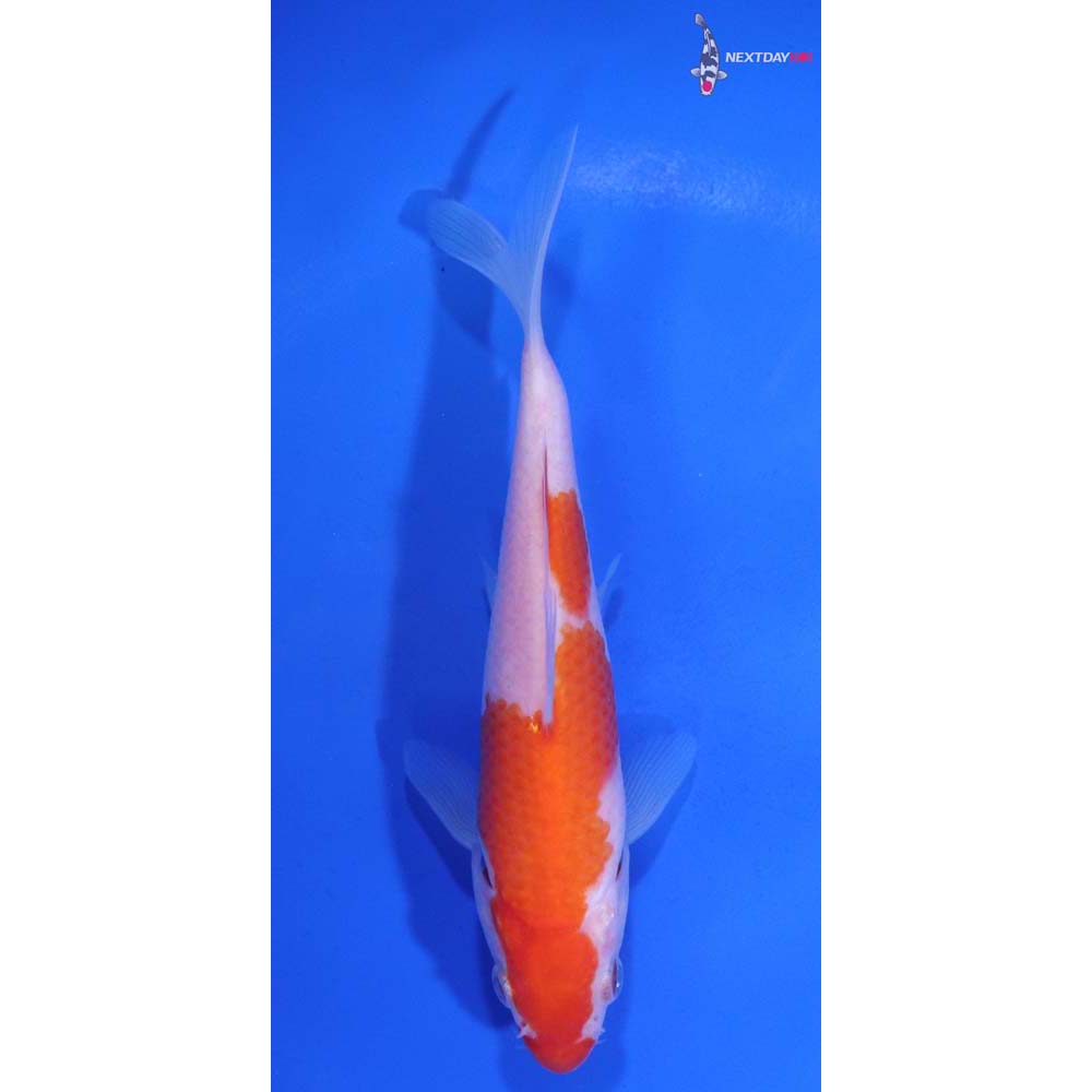 5” Imported Kohaku