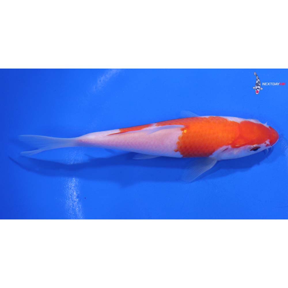 5” Imported Kohaku