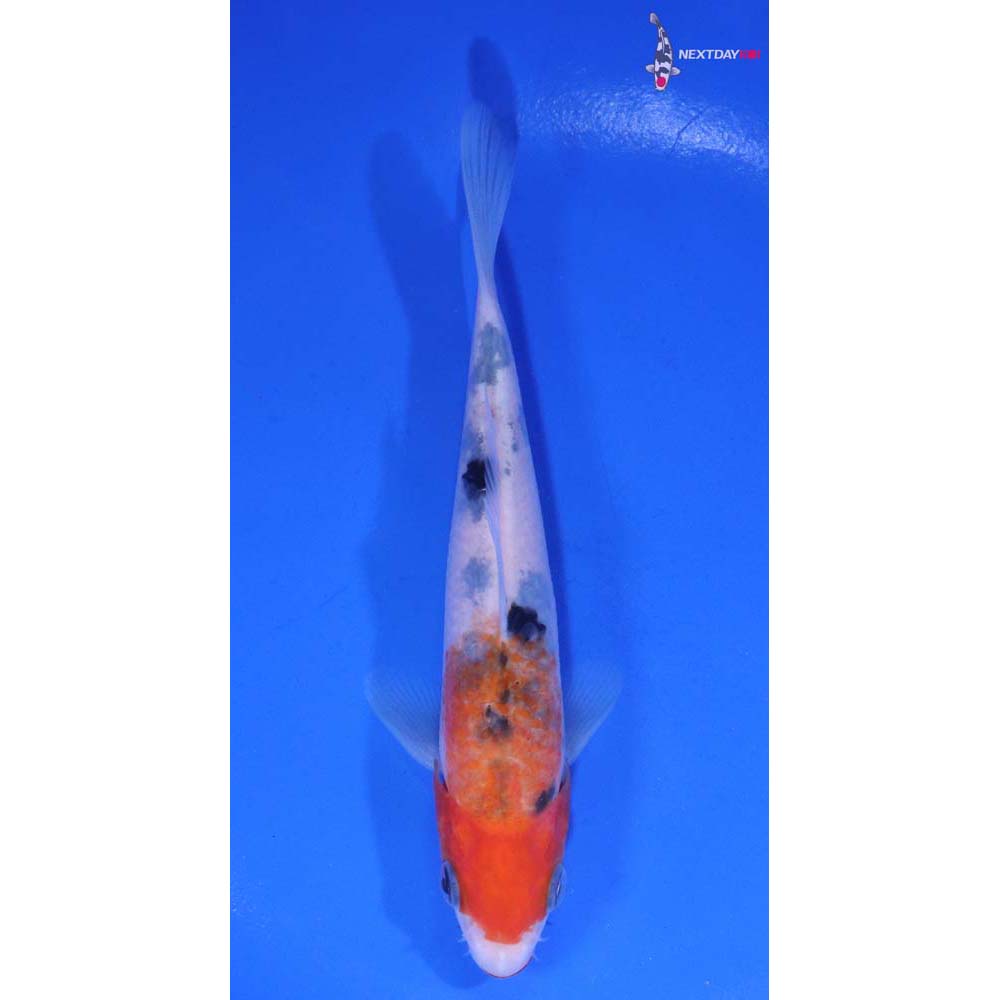 5.5” Imported Sanke