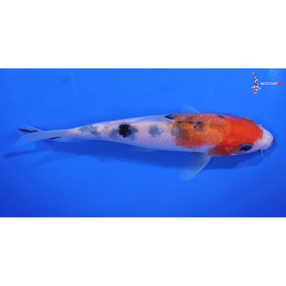 5.5” Imported Sanke