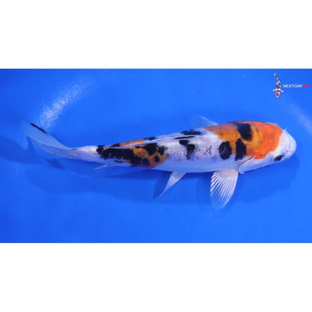 5.5” Imported Heisei Nishiki