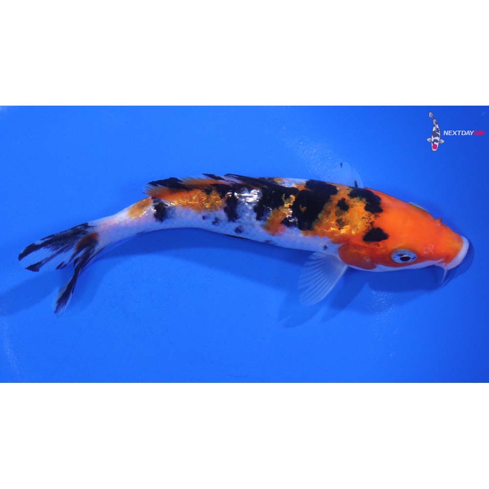 5.5” Imported Gin Rin Sanke