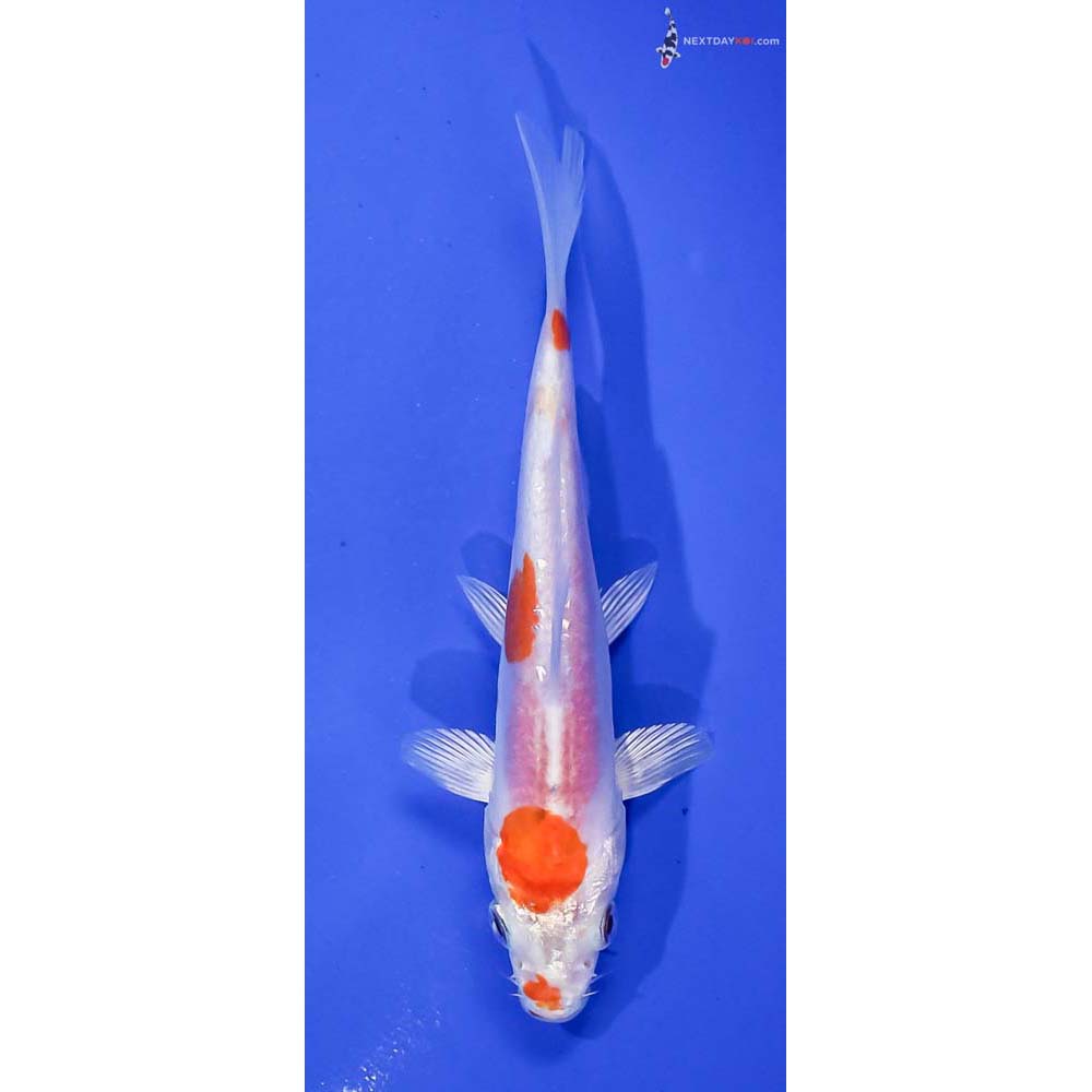 4.5” Imported Kikusui