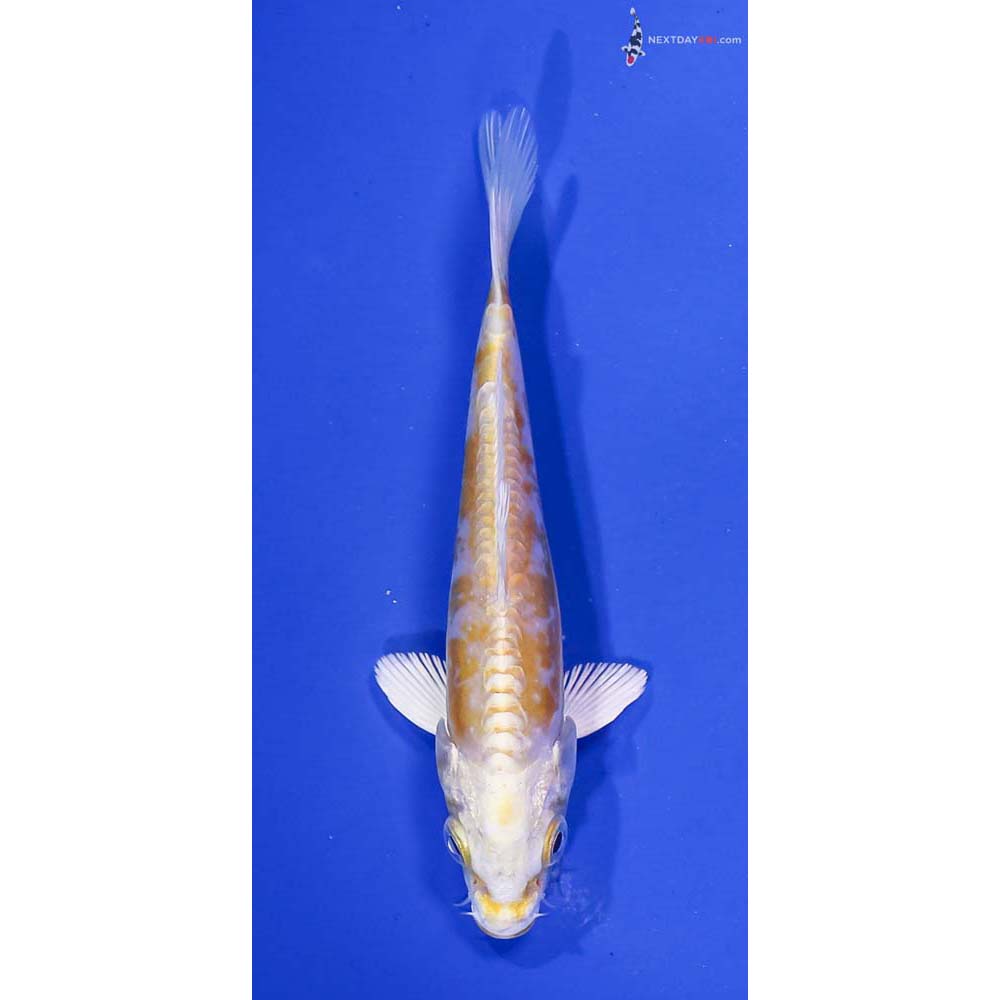 4.5” Imported Doitsu Lemon Hariwake