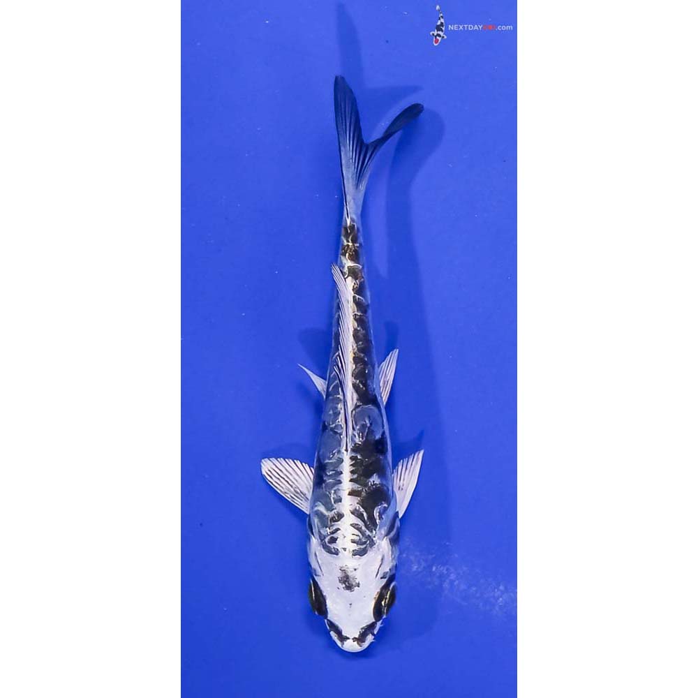 4” Imported Kikokuryu