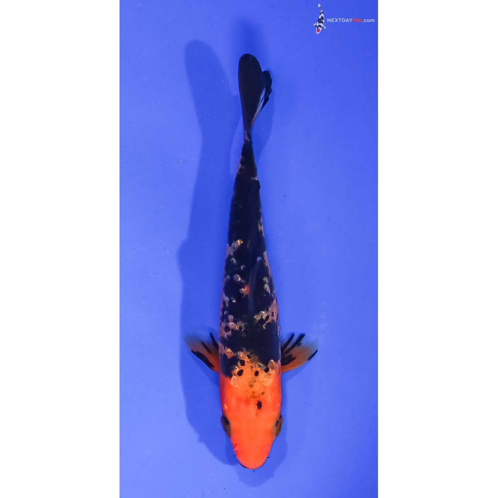 4.5” Imported Aka Bekko