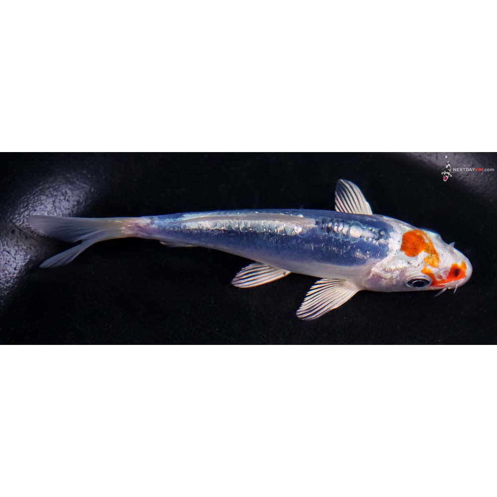 4.5” Imported Doitsu Blue Kujaku