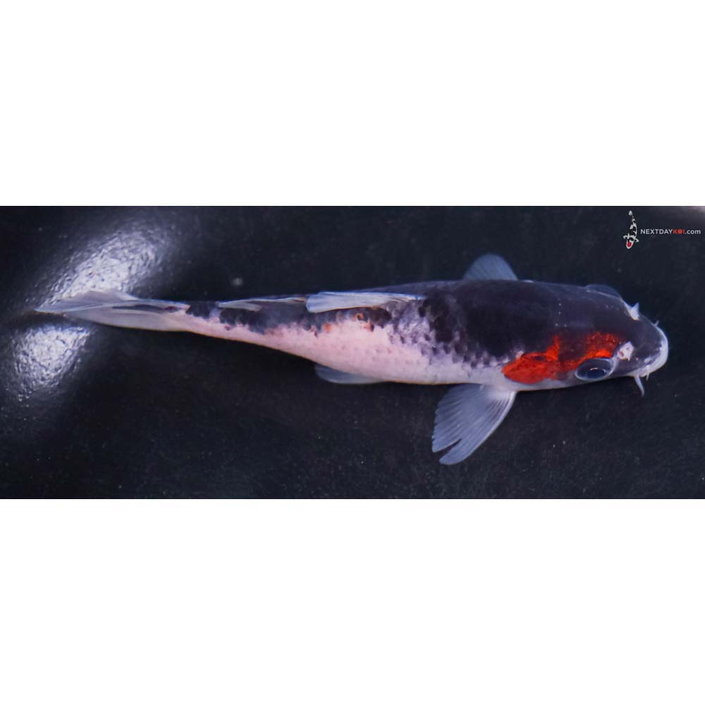 4.5” Imported Beni Matsukawabakke