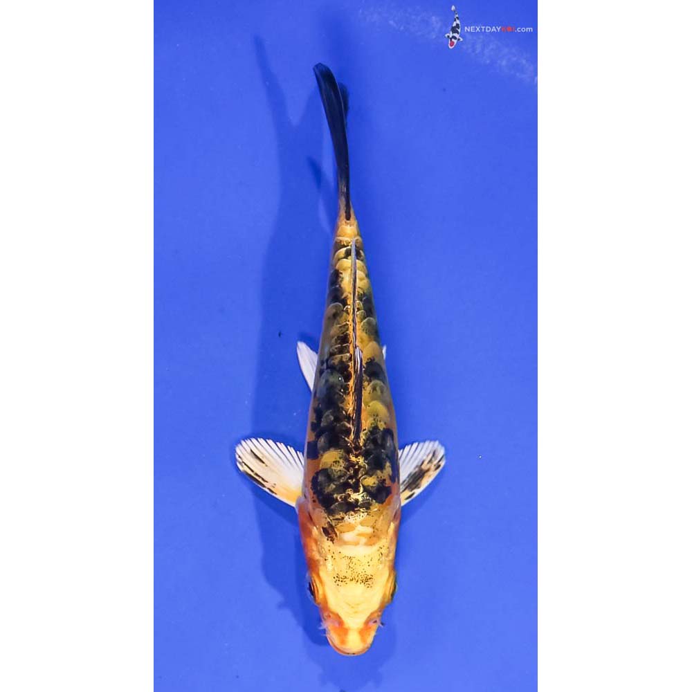 5” Imported Doitsu Kin Ki Bekko