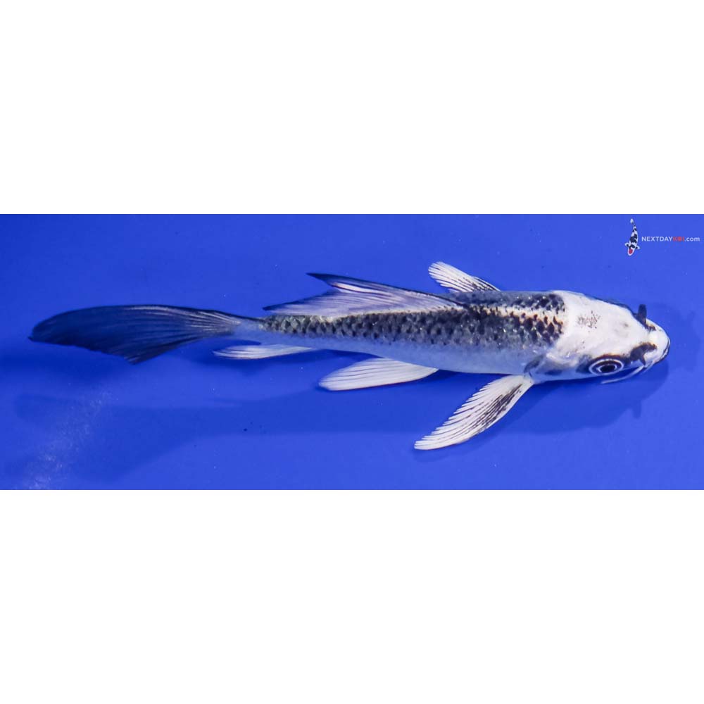 4.5” Imported Gin Matsuba Butterfly Koi